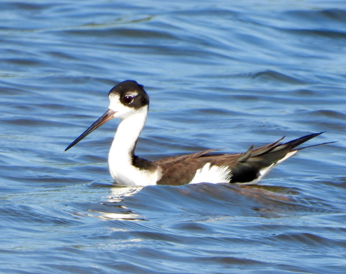 Black-necked Stilt (Hawaiian) - ML647200861
