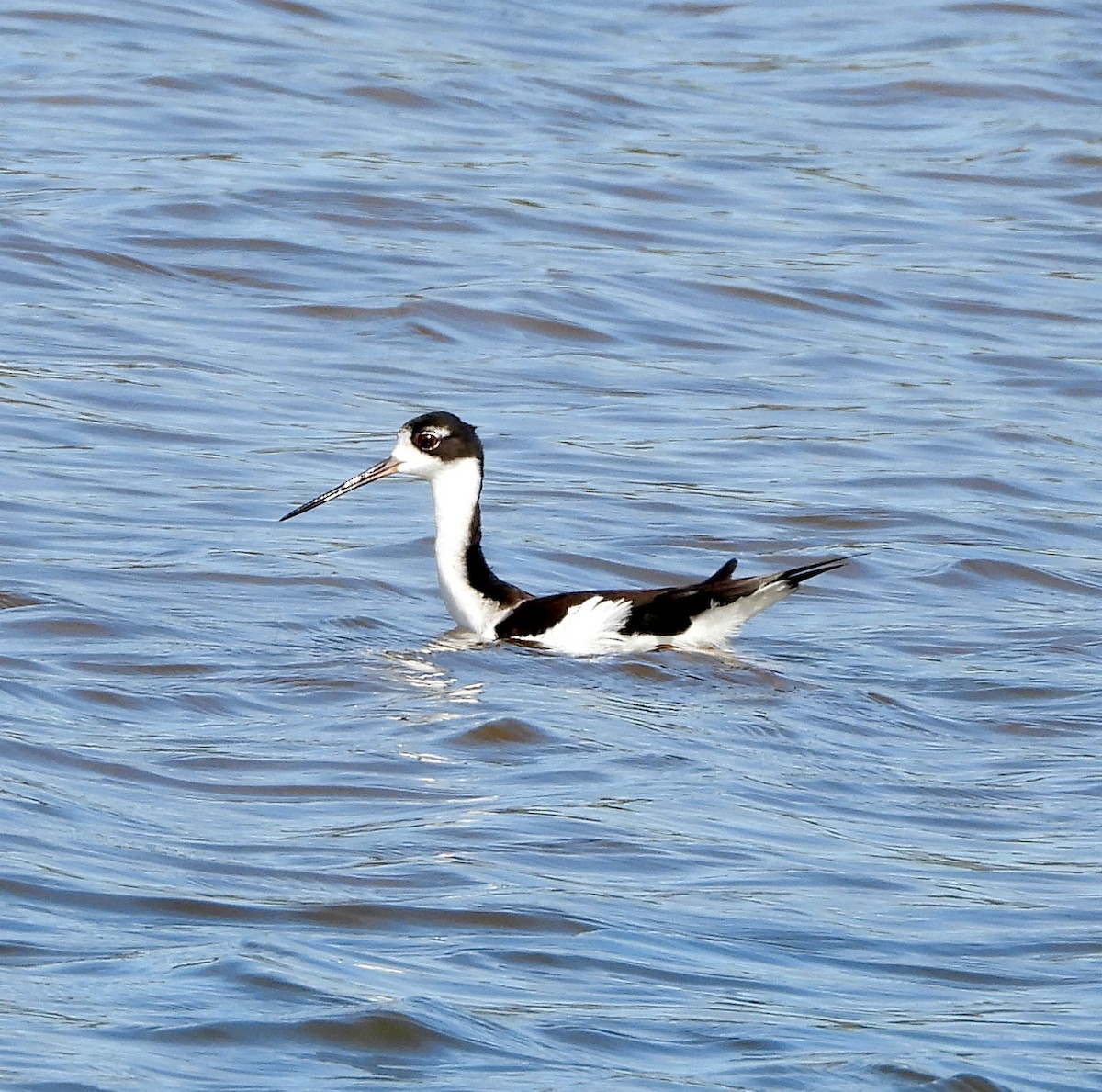 Black-necked Stilt (Hawaiian) - ML647200862