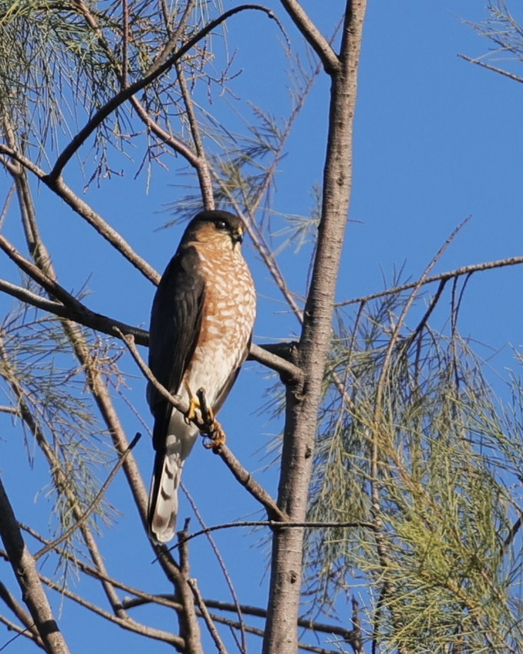 Cooper's Hawk - ML647200869