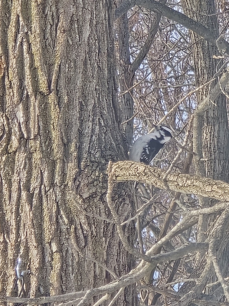 Downy Woodpecker - ML647200870