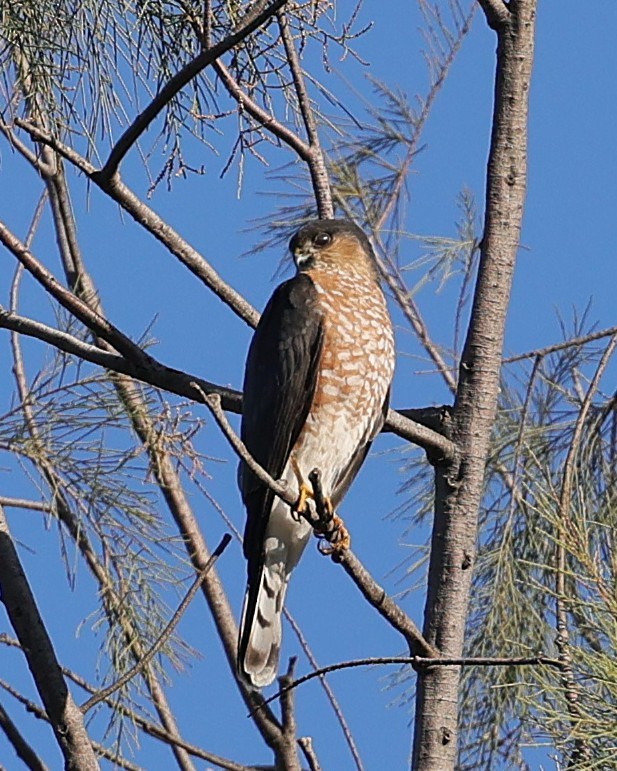 Cooper's Hawk - ML647200871
