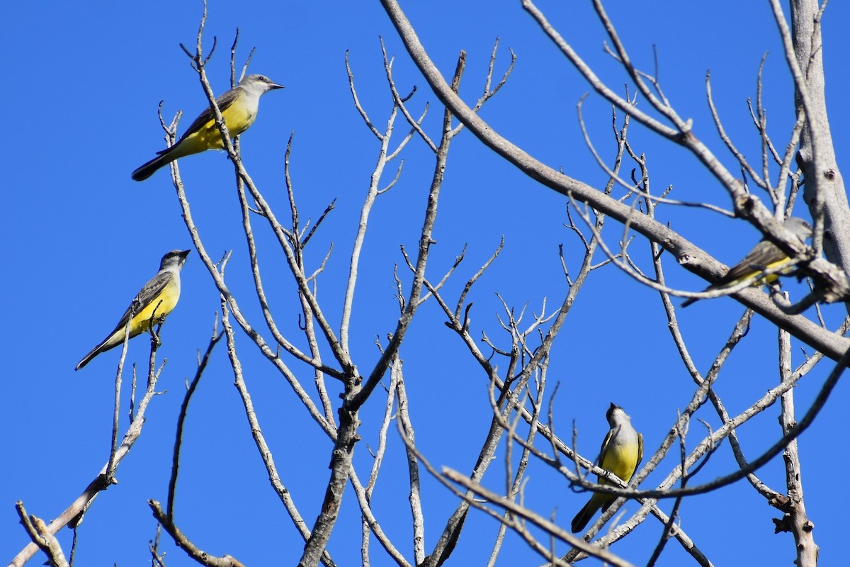 Western Kingbird - ML647200872