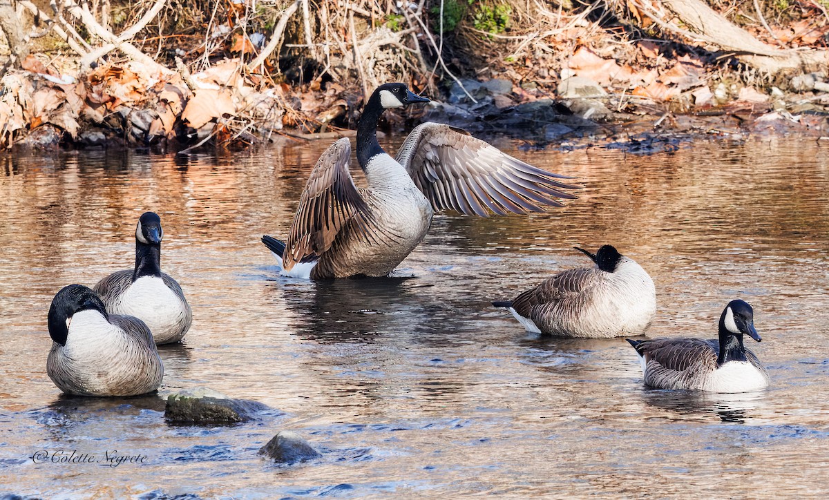 Canada Goose - ML647200874