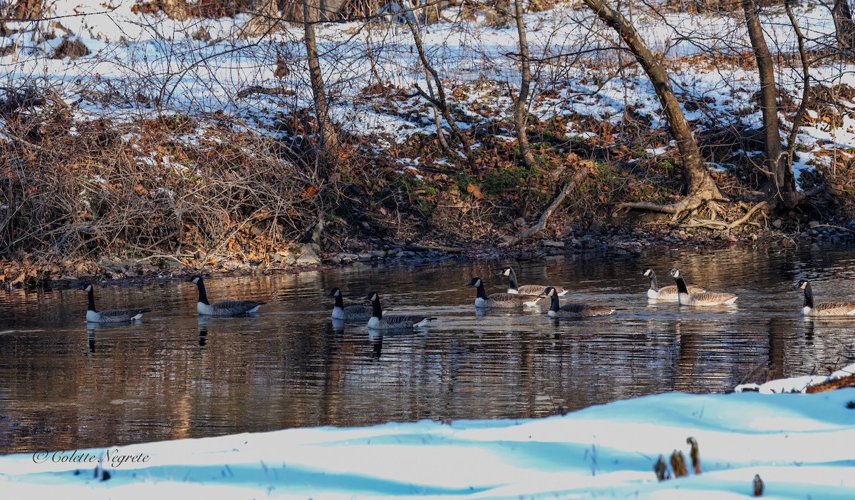 Canada Goose - ML647200875