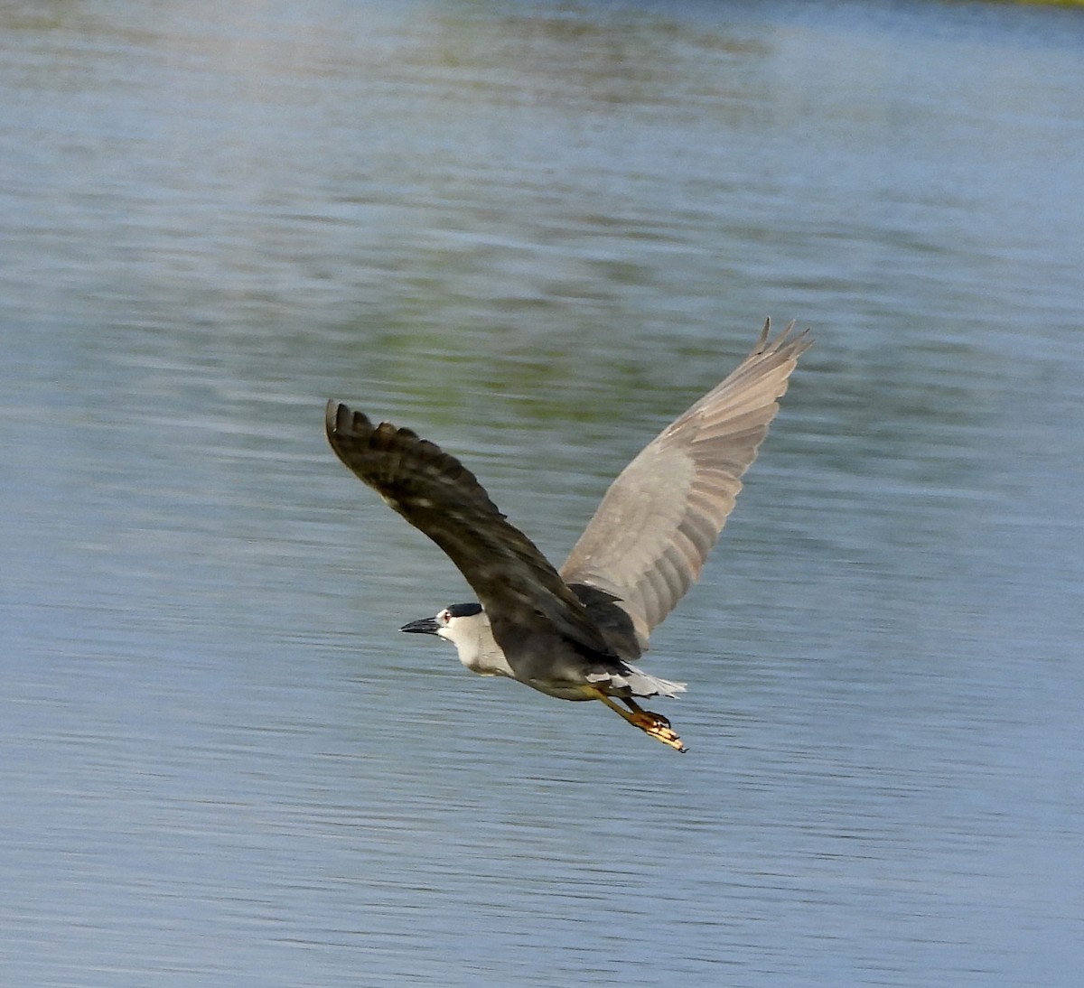 Black-crowned Night Heron - ML647200877