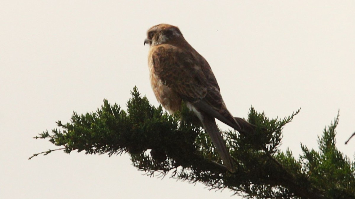 Brown Falcon - ML647200878