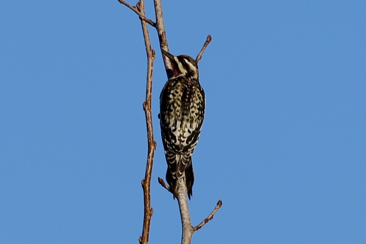 Yellow-bellied Sapsucker - ML647200879