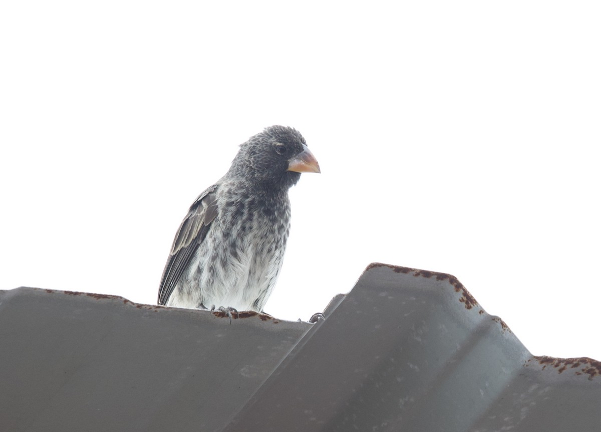 Medium Ground-Finch - ML647200880