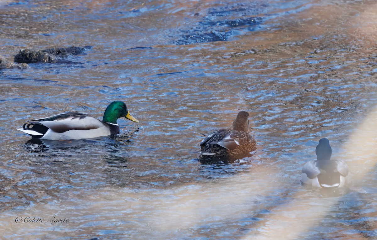 Mallard - ML647200881