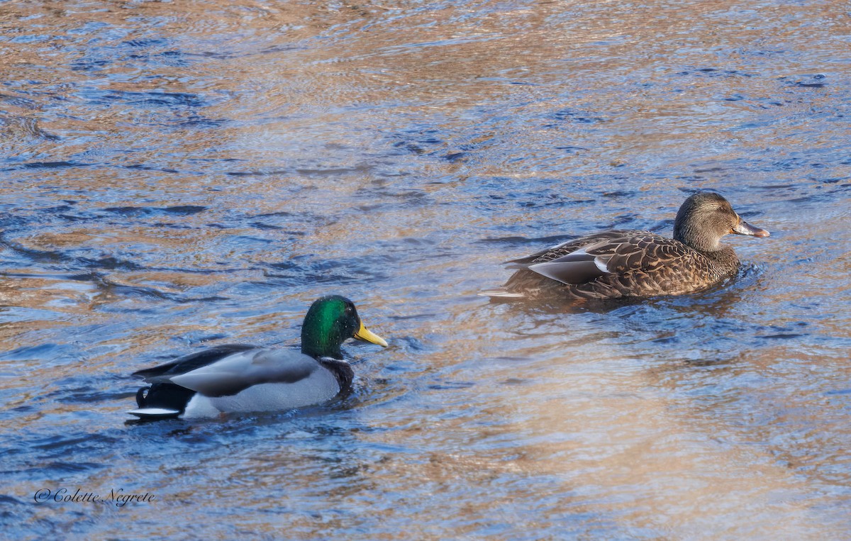 Mallard - ML647200882