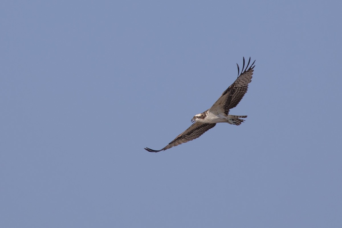 Osprey - ML647200883