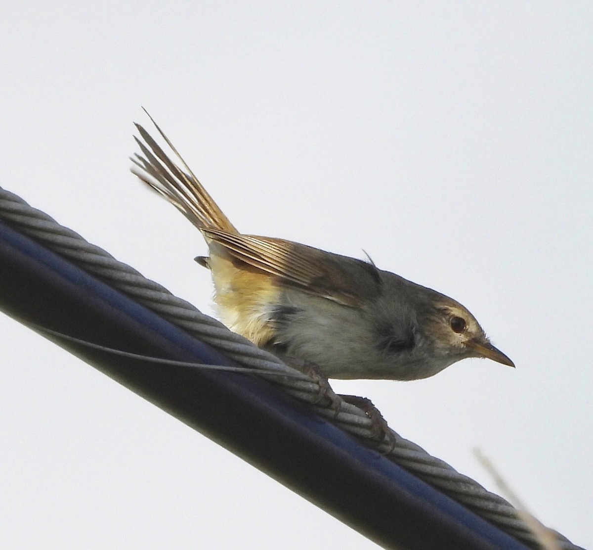 Japanese Bush Warbler - ML647200884
