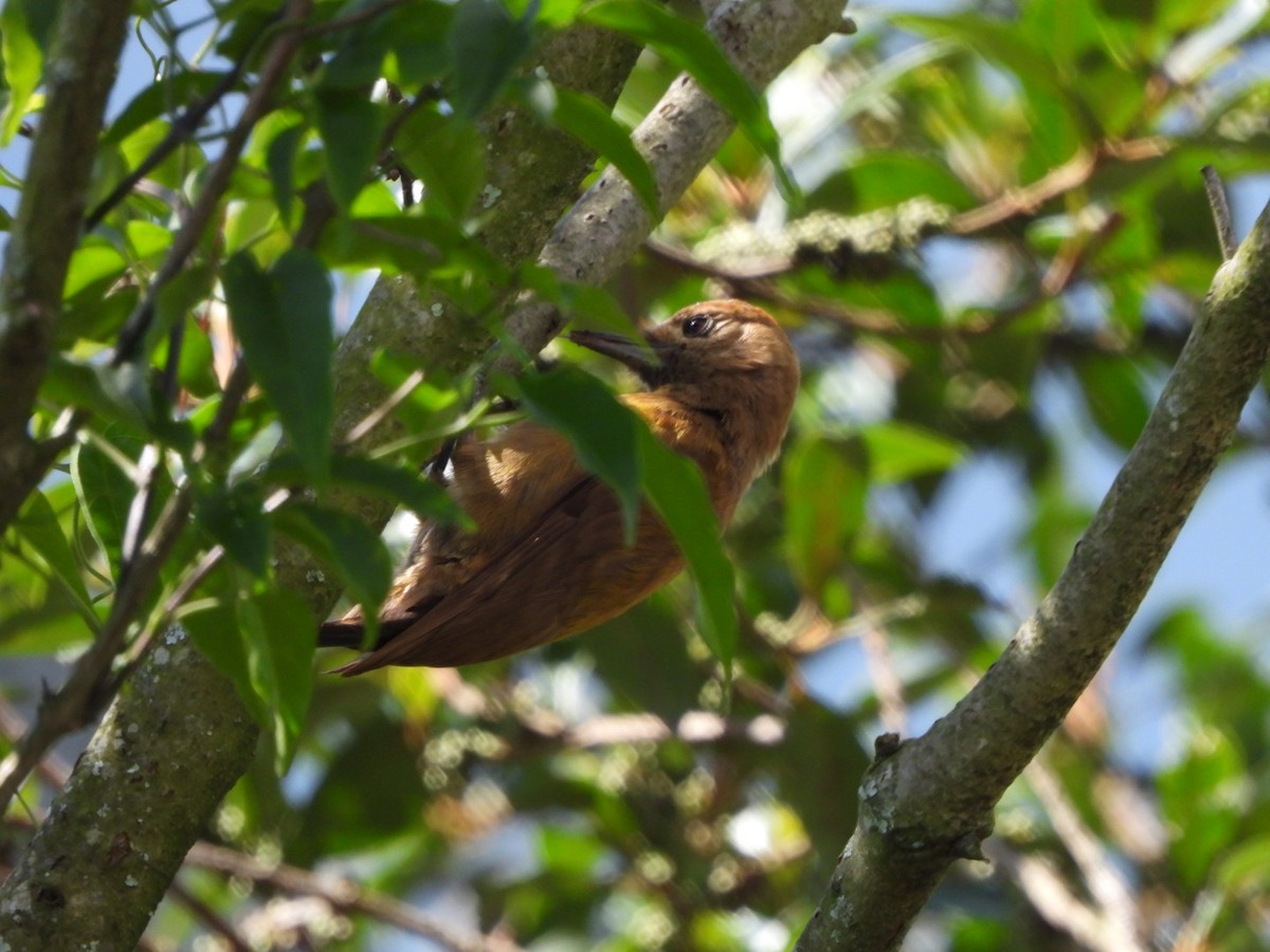 Smoky-brown Woodpecker - ML647200885
