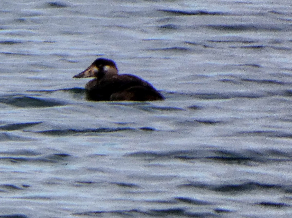 Surf Scoter - ML647200886