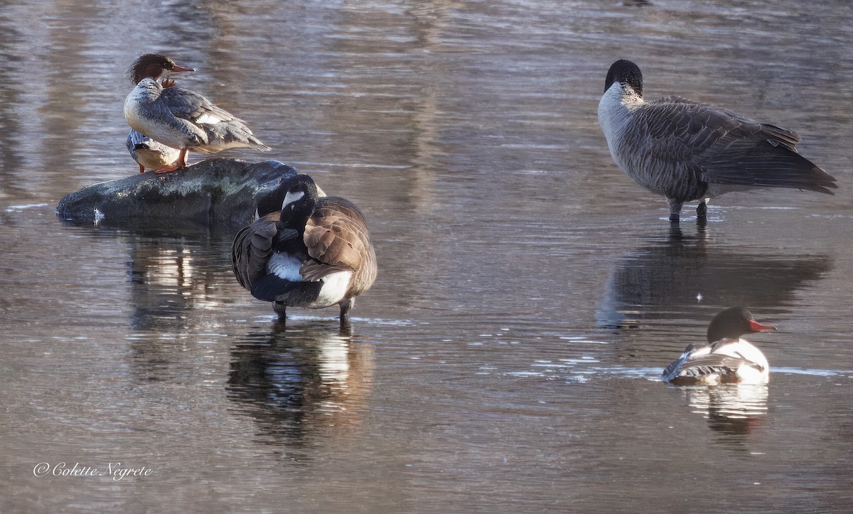 Common Merganser - ML647200887
