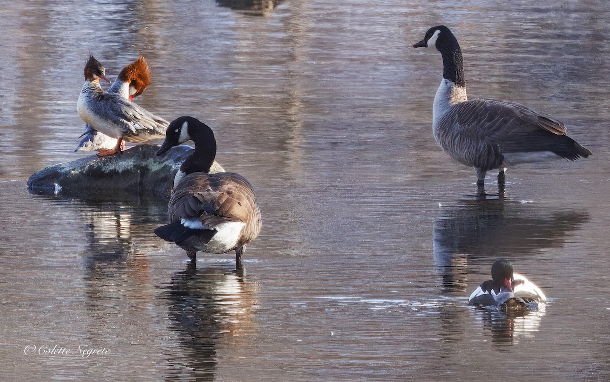 Common Merganser - ML647200888