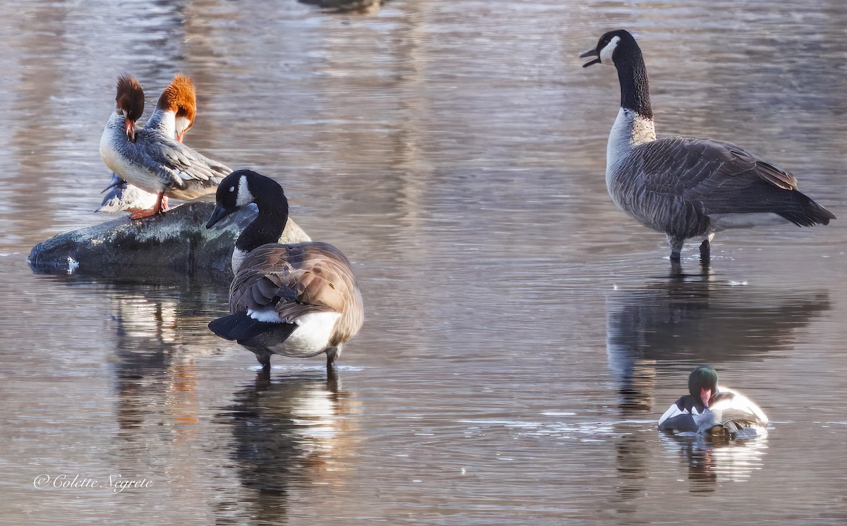 Common Merganser - ML647200889