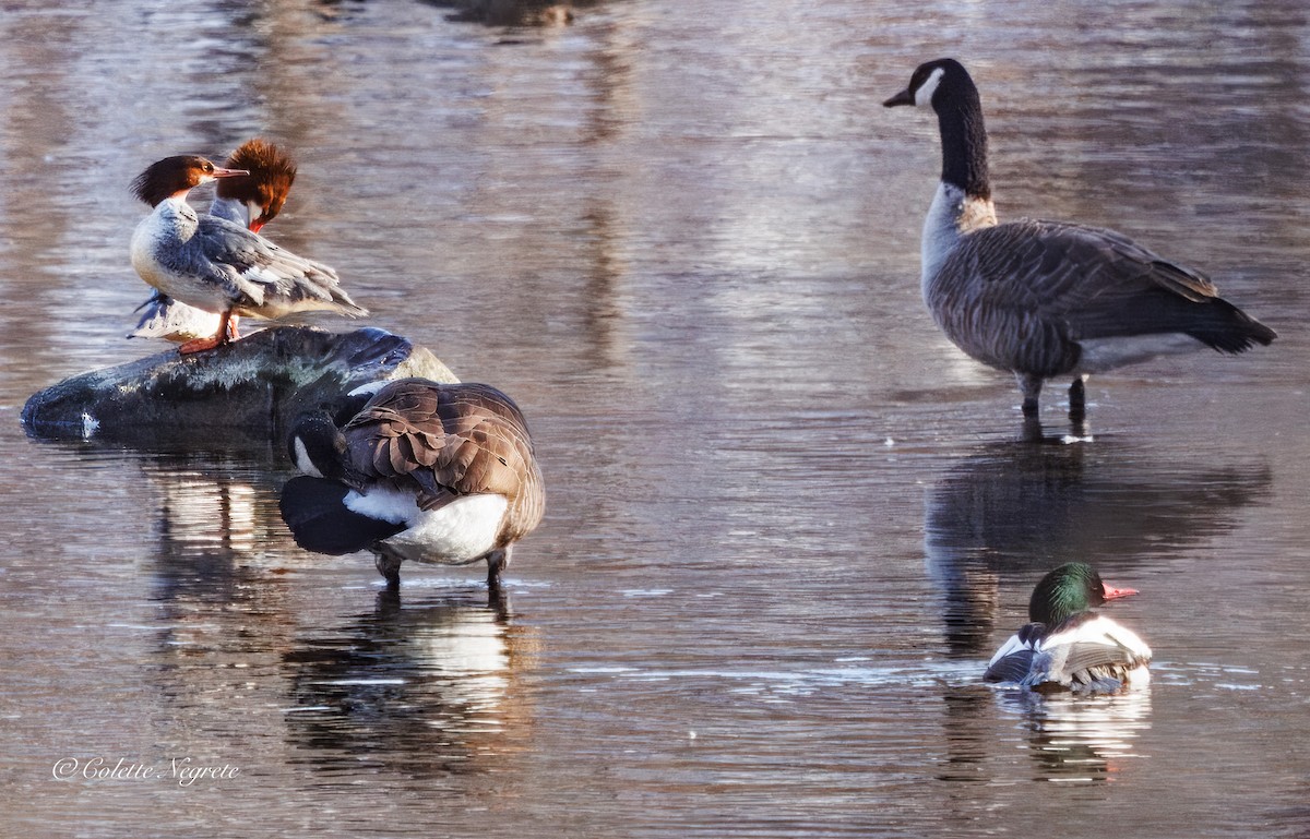 Common Merganser - ML647200890