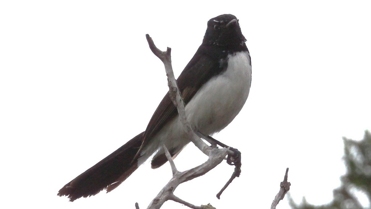 Willie-wagtail - ML647200891