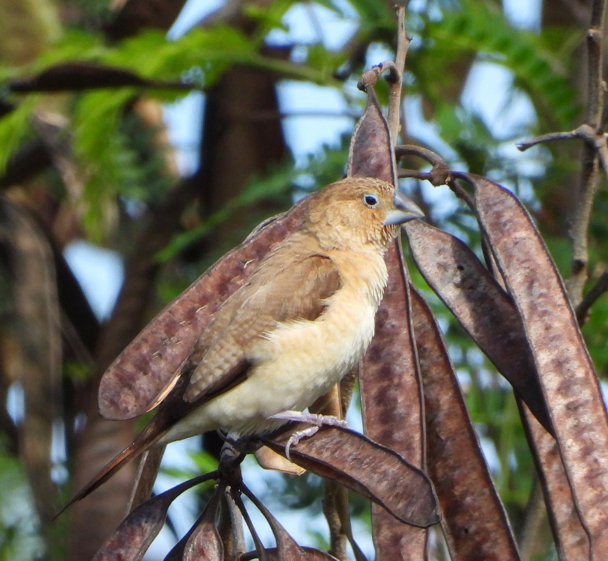 African Silverbill - ML647200893