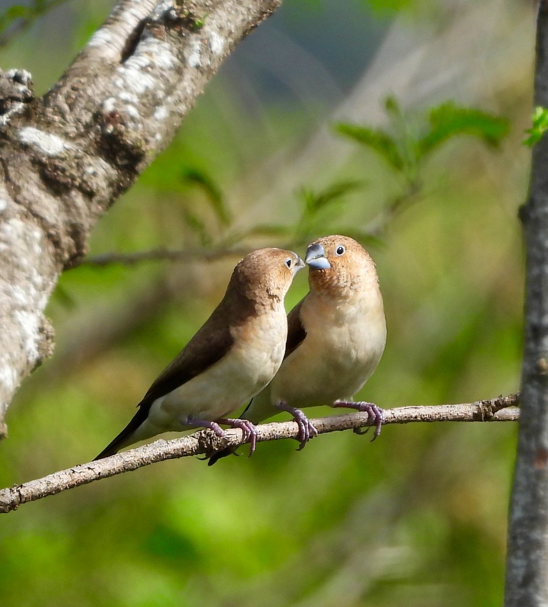 African Silverbill - ML647200894