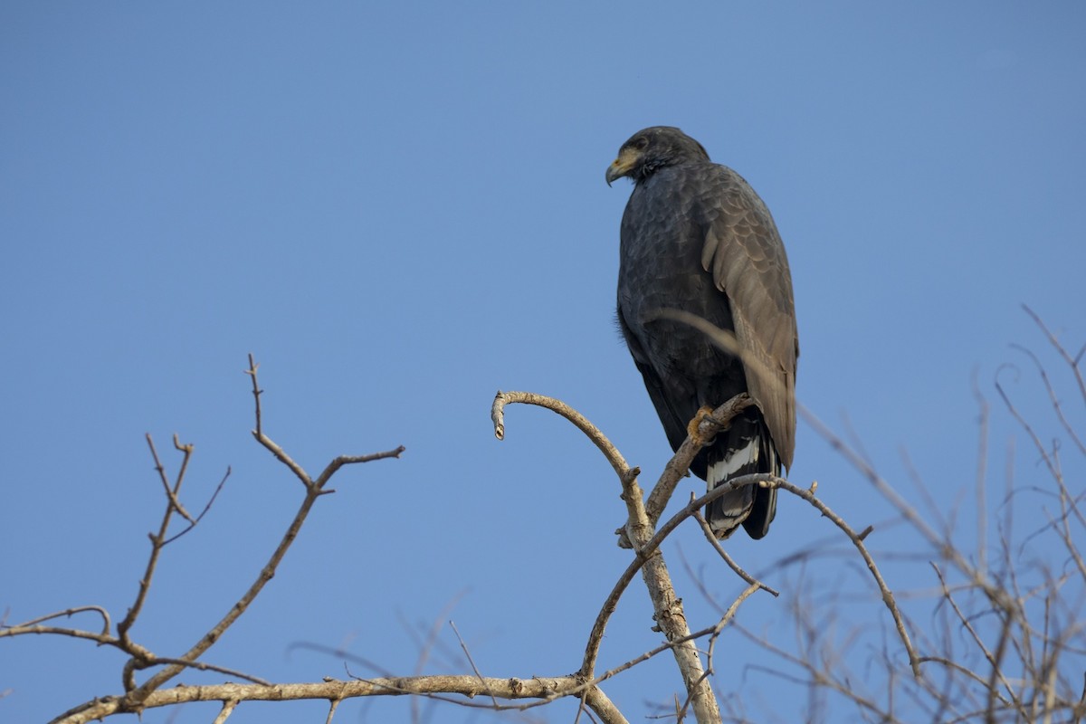 Common Black Hawk - ML647200895