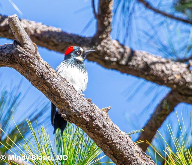 Acorn Woodpecker - ML647200896
