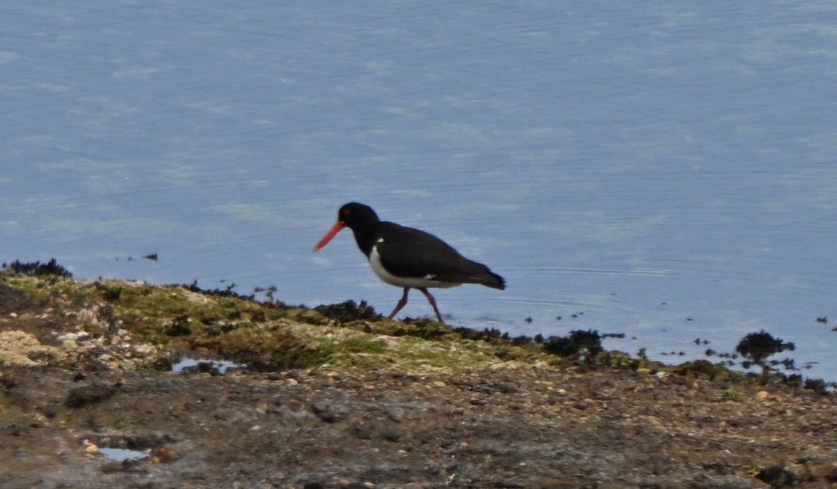 Pied Oystercatcher - ML647200897