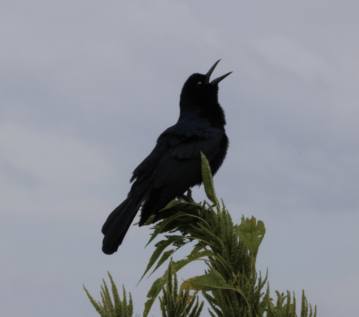 Boat-tailed Grackle - ML647200898