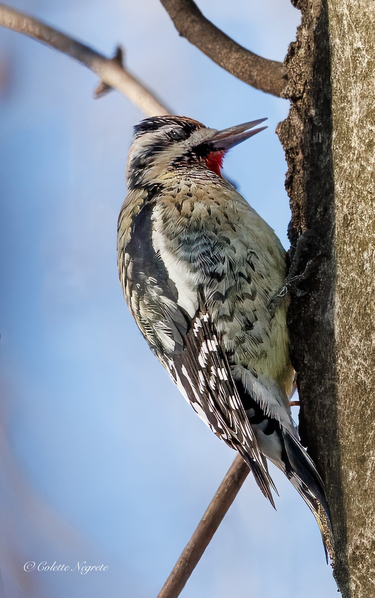 Yellow-bellied Sapsucker - ML647200902