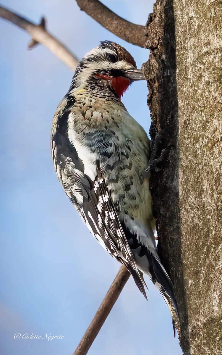 Yellow-bellied Sapsucker - ML647200903