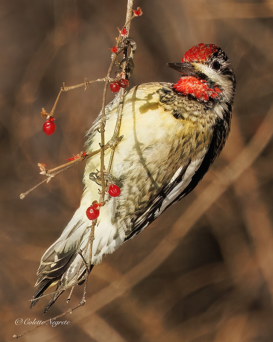 Yellow-bellied Sapsucker - ML647200905
