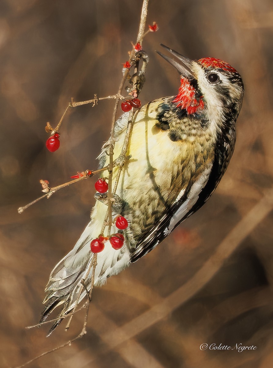 Yellow-bellied Sapsucker - ML647200906