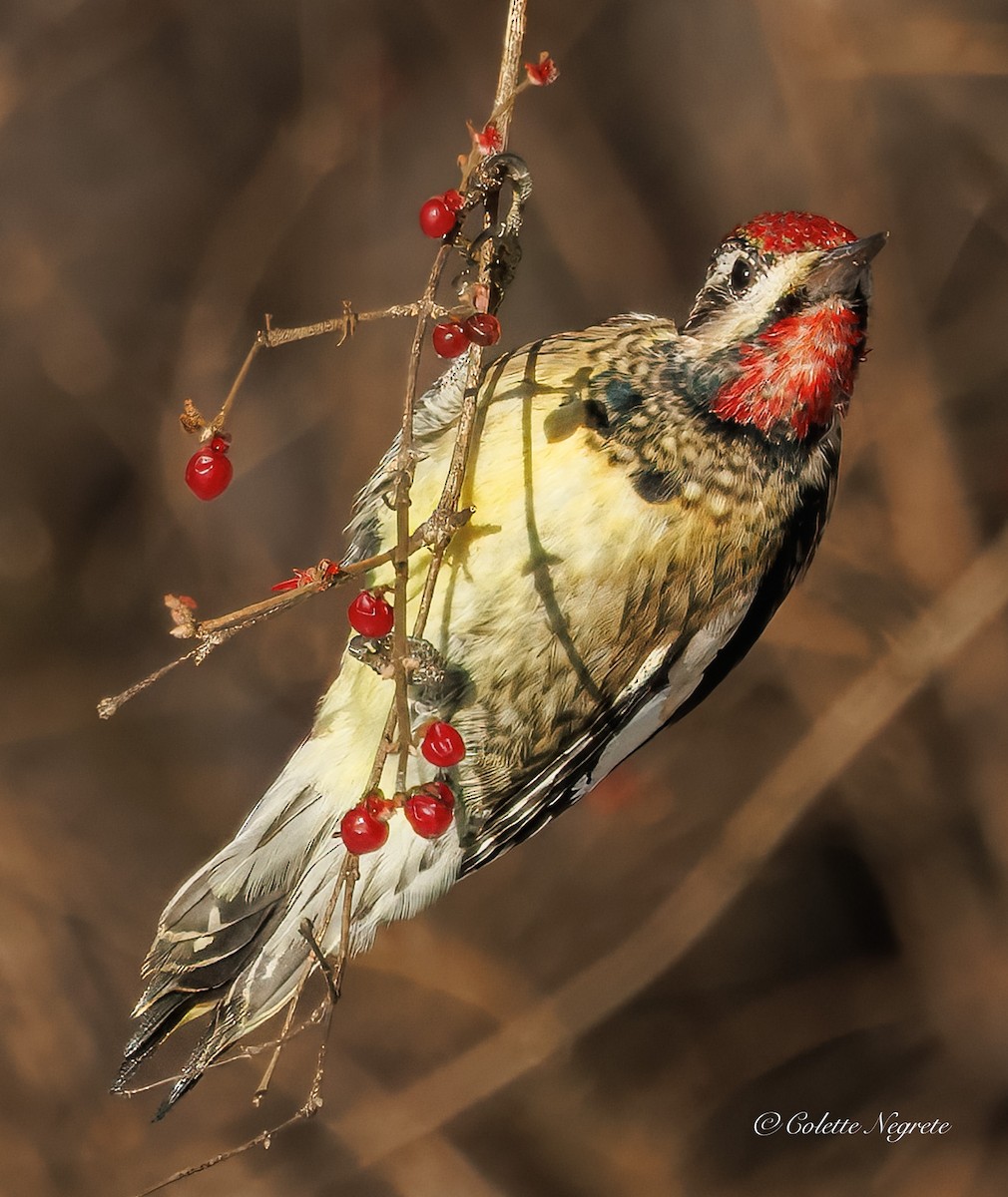 Yellow-bellied Sapsucker - ML647200910