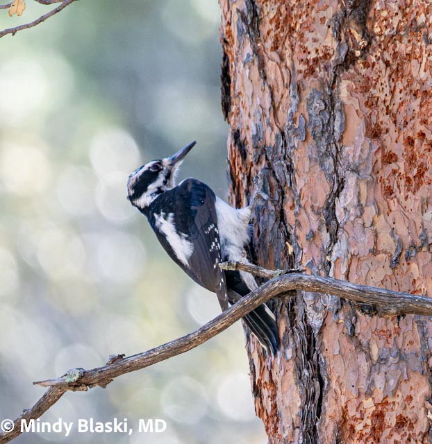 Hairy Woodpecker - ML647200914