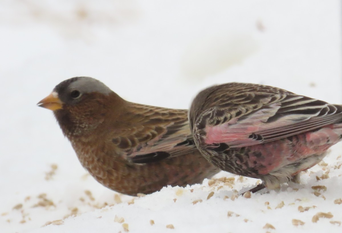 Gray-crowned Rosy-Finch (Gray-crowned) - ML647200918