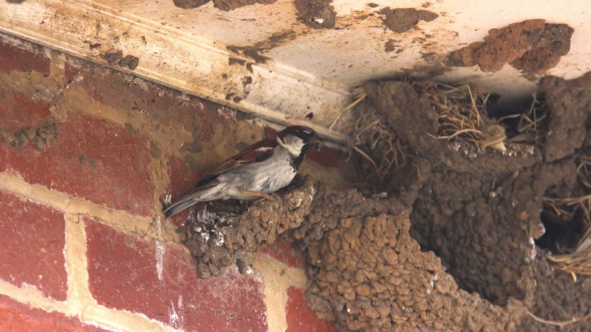 House Sparrow - ML647200924