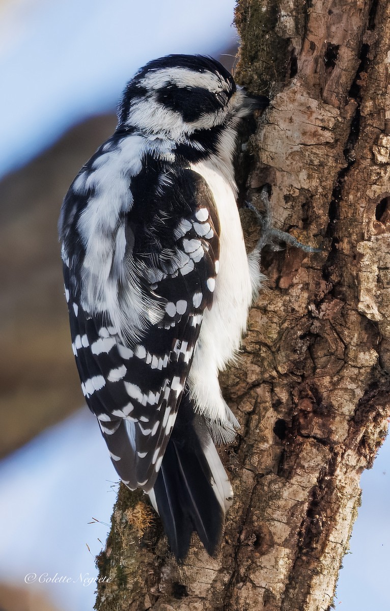 Downy Woodpecker - ML647200932