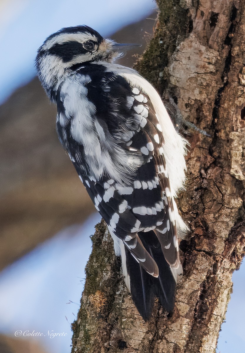Downy Woodpecker - ML647200933
