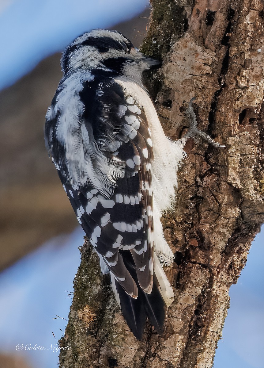 Downy Woodpecker - ML647200934