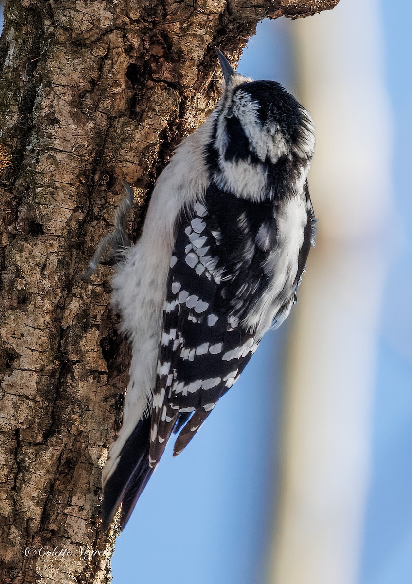 Downy Woodpecker - ML647200935