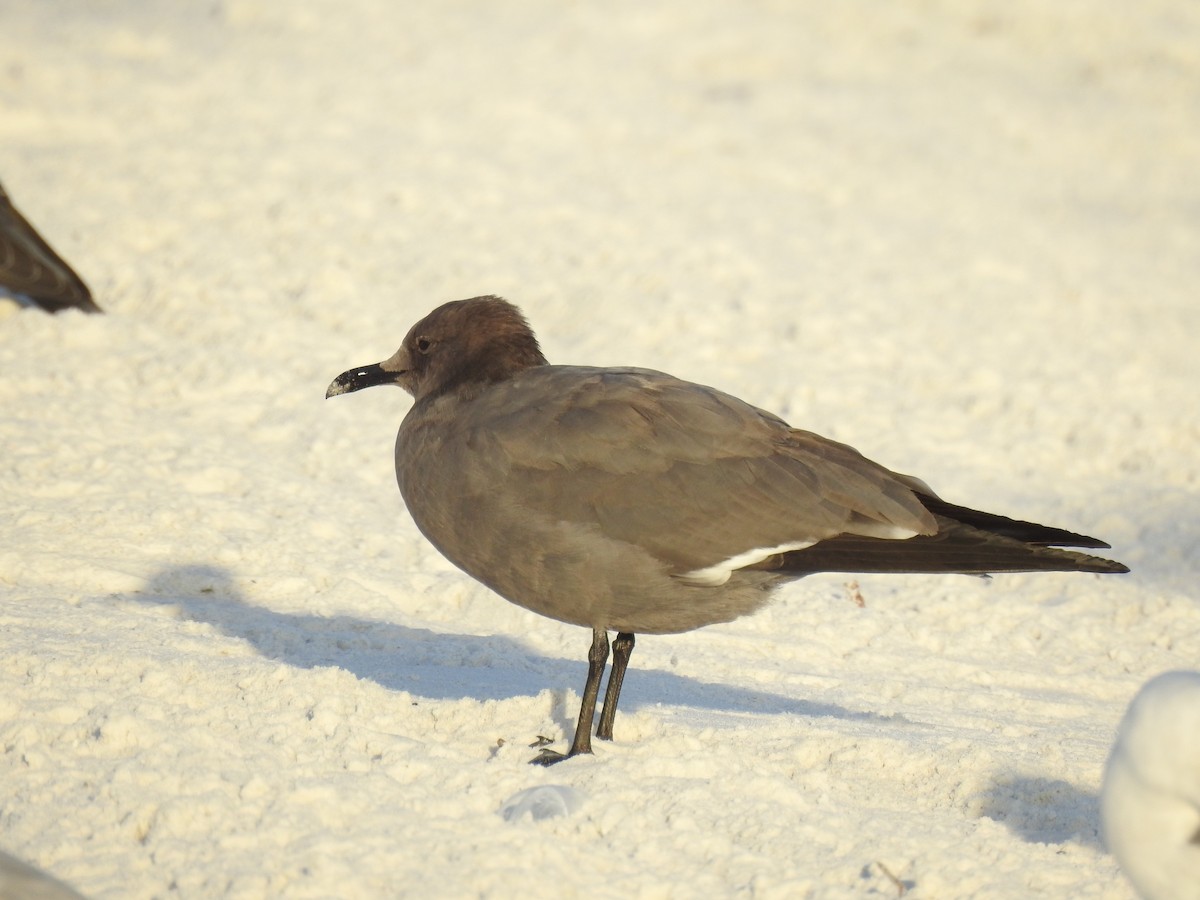 Мартин сірий - ML647200936