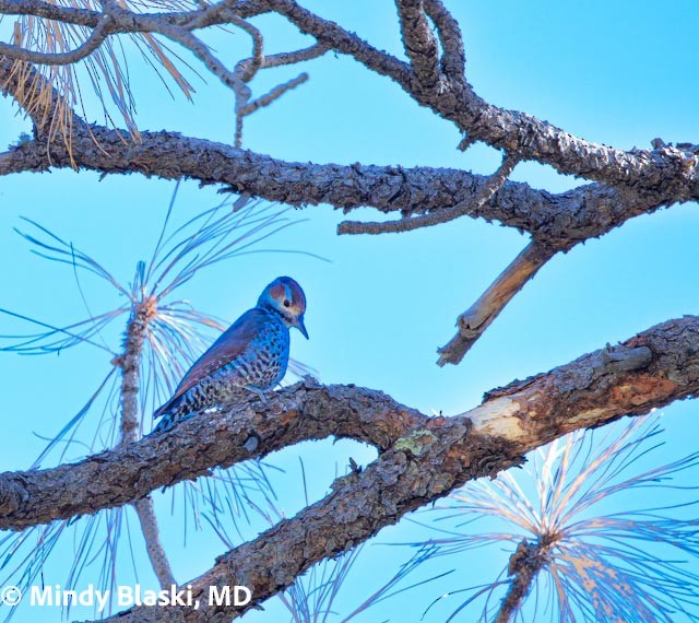 Arizona Woodpecker - ML647200940