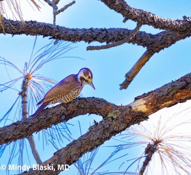 Arizona Woodpecker - ML647200941