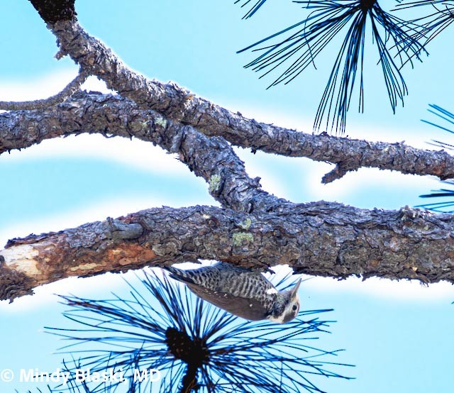 Arizona Woodpecker - ML647200942