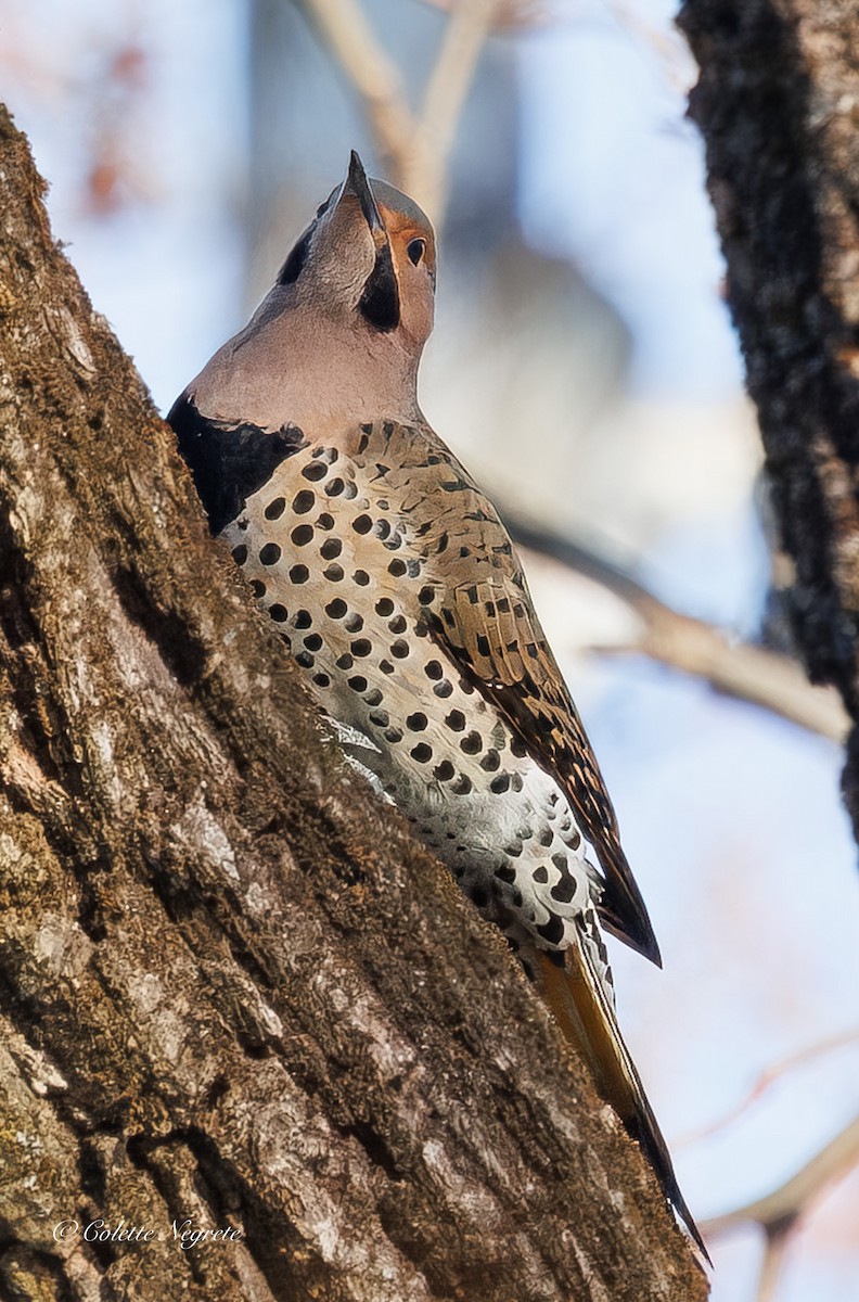 Northern Flicker - ML647200945