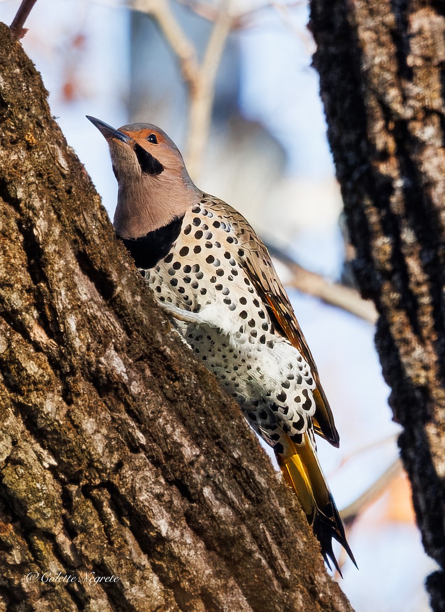 Northern Flicker - ML647200947