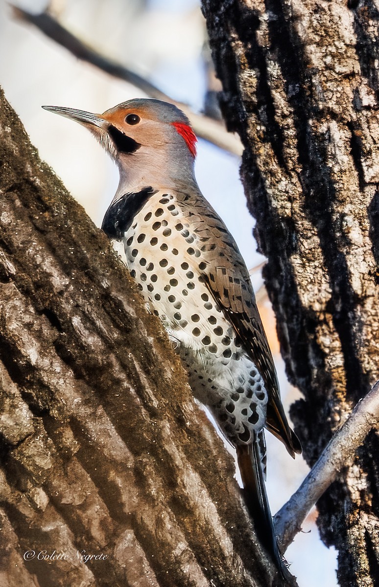 Northern Flicker - ML647200949