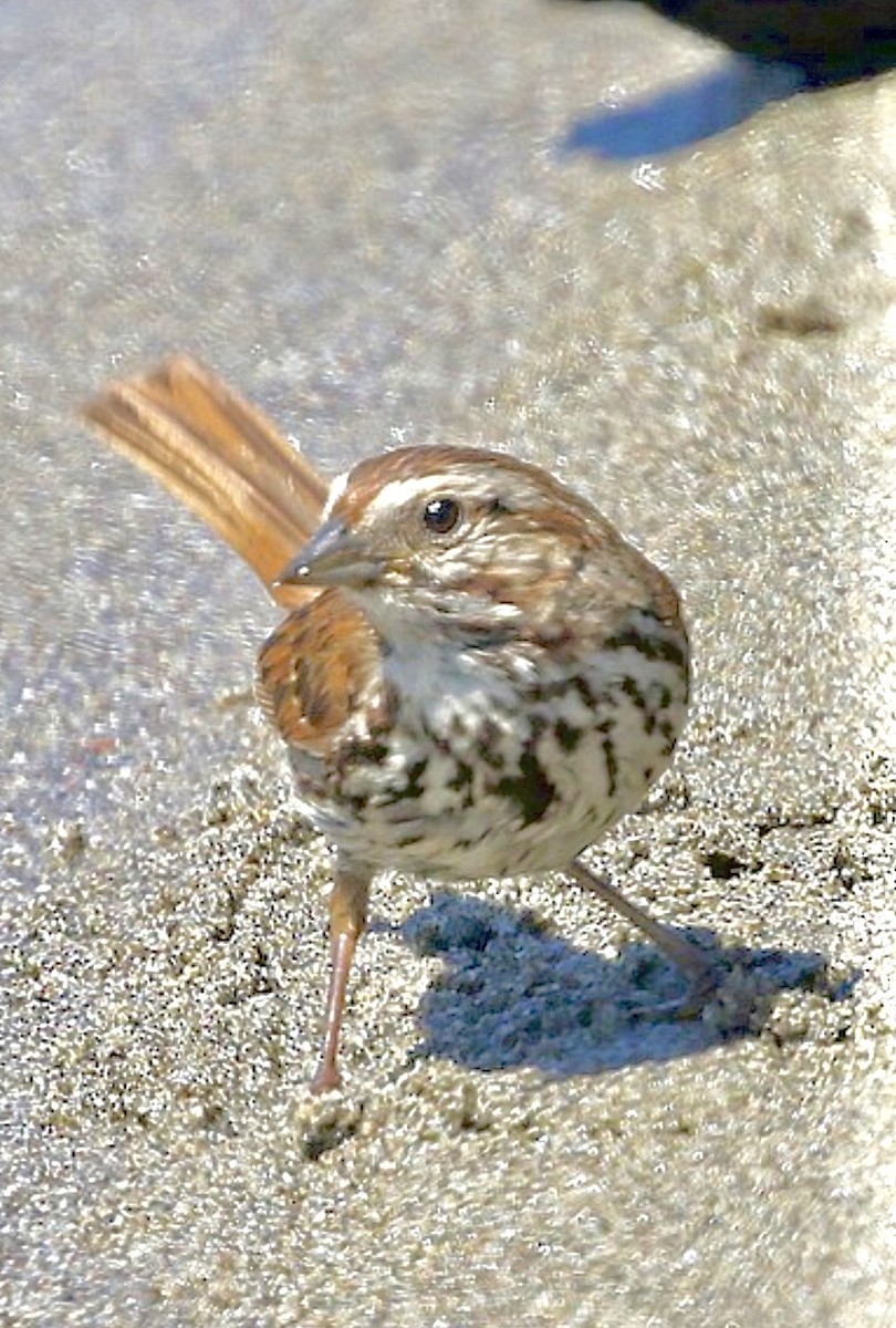 Song Sparrow (heermanni Group) - ML647200950