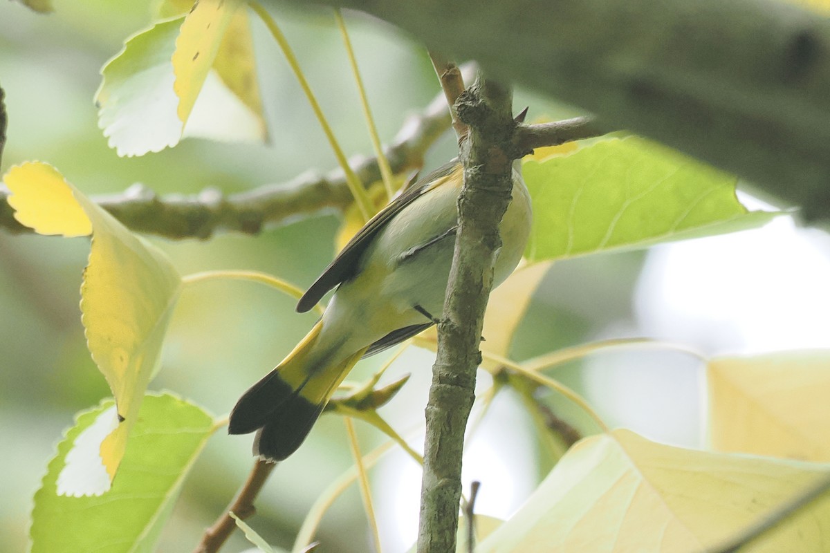 סבכון חכלילי - ML647200952